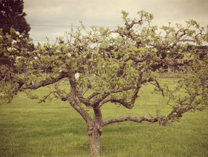 Meet Your Farmer: Girl Meets Dirt